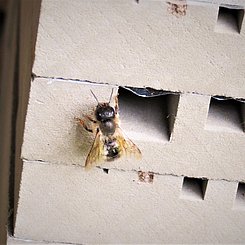 Wildbiene an Nisthilfe