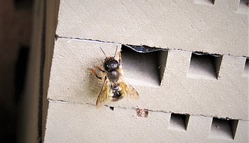 Wildbiene an Nisthilfe