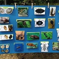 Tiere im Teich entdecken: Beim Tag der offenen Tür im Ökologischen Lerngarten der PHKA am Adenauerring. Foto: Dorothee Benkowitz