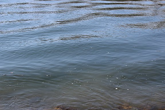 Bild des Tages - 11. April: Was ist das auf der Wasseroberfläche? Liegt da ein Film drauf, ist das eine Haut? „Das Glänzende, das sind Spiegelungen“. Foto von Solveig (11 Jahre)